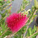 Tyčinkovec (Callistemon citrinus) ´VIOLACEUS´ - výška 260-280 cm, kont. C15L - NA KMIENKU, ružový
