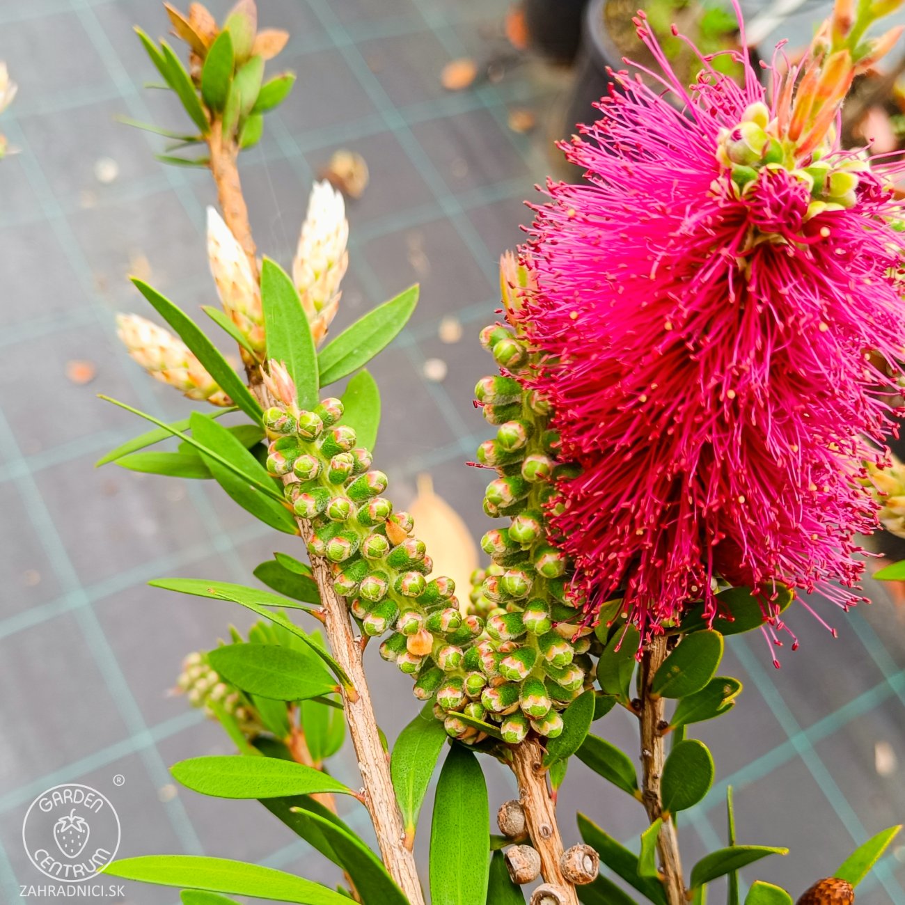 Obrázok Tyčinkovec (Callistemon citrinus) ´VIOLACEUS´ - výška 260-280 cm, kont. C15L - NA KMIENKU, ružový