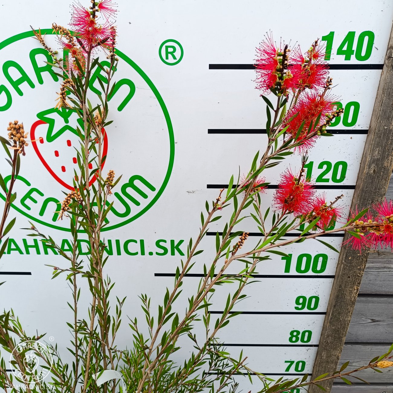 Obrázok Tyčinkovec kopijovitolistý (Callistemon citrinus) ´LEAVIS´ - výška 120-140 cm, kont. C7L - VIACKMENNÝ, PLETENÝ KMEŇ, červený