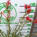 Tyčinkovec kopijovitolistý (Callistemon citrinus) ´LEAVIS´ - výška 120-140 cm, kont. C7L - VIACKMENNÝ, PLETENÝ KMEŇ, červený