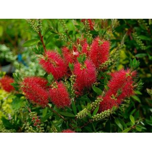 Tyčinkovec kopijovitolistý (Callistemon citrinus) ´LAEVIS´ - výška 70-90 cm, C3L, červený 