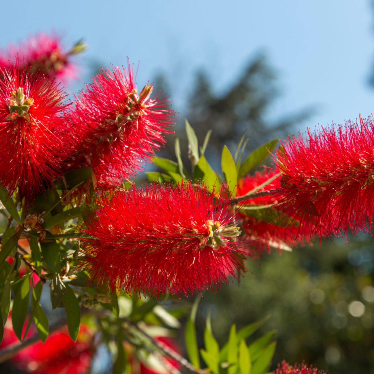 Obrázok Tyčinkovec vŕbovitý (Callistemon viminalis) ´RED ROCKET´® - výška 10-20 cm, kont. C2L