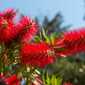 Tyčinkovec kopijovitolistý (Callistemon citrinus) ´SPLENDENS´ výška: 50-80 cm, C3L