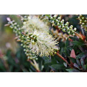 Tyčinkovec (Callistemon pallidus) ´BIANCO´ - výška 100-130 cm, kont. C7L - NA KMIENKU, biely