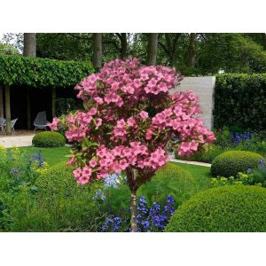 Vajgela kvetnatá (Weigela florida) ´STYRIACA´ - výška 90-120 cm, kont. C3L – NA KMIENKU
