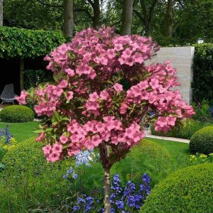 Vajgela kvetnatá (Weigela florida) ´STYRIACA´ výška: 100-120 cm, kont. C3L – NA KMIENKU