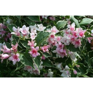 Vajgela kvetnatá (Weigela florida) ´SUZANNE´ - výška 30-50 cm, kont. C3L 