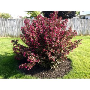Vajgela kvetnatá (Weigela florida) ´TANGO´ - výška 30-40 cm, kont. C3L