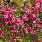 Vajgela kvetnatá (Weigela florida) ´BRISTOL RUBY´ výška: 80-120 cm, kont. C3L – NA KMIENKU