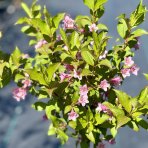 Vajgela kvetnatá (Weigela florida) ´STYRIACA´ - výška 90-120 cm, kont. C3L – NA KMIENKU