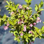 Vajgela kvetnatá (Weigela florida) ´STYRIACA´ výška: 100-120 cm, kont. C3L – NA KMIENKU