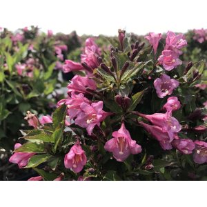 Vajgela kvetnatá (Weigela florida) ´TANGO´ - výška 30-50 cm, kont. C3L