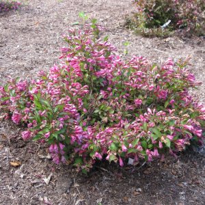 Vajgela kvetnatá (Weigela florida) ´MINUET´– výška 25-40 cm, kont. C2L