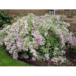 Vajgela kvetnatá (Weigela florida) ´NANA VARIEGATA´®  - výška 30-40 cm, kont. C2L