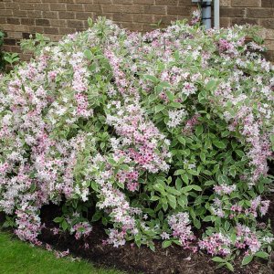 Vajgela kvetnatá (Weigela florida) ´NANA VARIEGATA´®  výška: 30-50 cm, kont. C2L