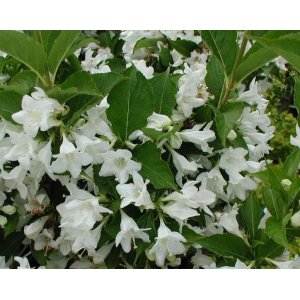 Vajgela kvetnatá (Weigela florida) ´CANDIDA´ - výška 110-140 cm, kont. C4L - NA KMIENKU