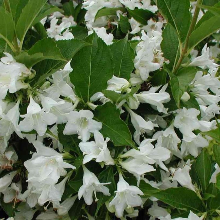 Vajgela kvetnatá (Weigela florida) ´CANDIDA´ - výška 110-140 cm, kont. C4L - NA KMIENKU