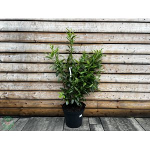 Vavrínovec lekársky (Prunus Laurocerasus) ´CAUCASICA´ - výška 90-120 cm, kont. C20L (-21°C)