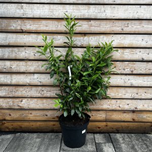 Vavrínovec lekársky (Prunus Laurocerasus) ´CAUCASICA´ - výška 90-120 cm, kont. C20L (-21°C)