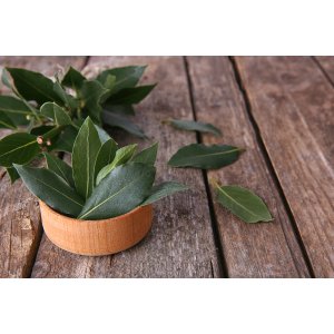 Vavrín pravý - bobkový list (Laurus nobilis) - výška 40-60cm, kont. C3L 