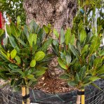 Vavrín pravý - Laurus nobilis (bobkový list) - výška 50-80 cm, kont. C5L - NA KMIENKU