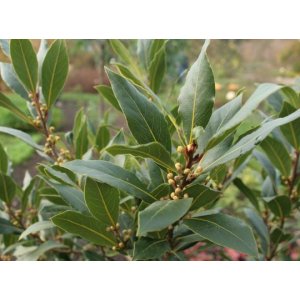 Vavrín pravý - Laurus nobilis (bobkový list) - výška 70-100 cm, kont. C3L 
