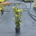Vavrín pravý - Laurus nobilis (bobkový list) - výška 70-100 cm, kont. C3L 