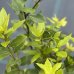 Vavrín pravý - Laurus nobilis (bobkový list) - výška 70-100 cm, kont. C3L 