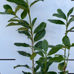 Vavrínovec lekársky (Prunus laurocerasus) ´NOVITA´ - výška 90-120 cm, kont. C5L