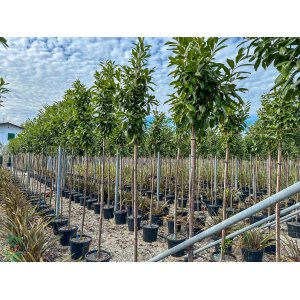 Vavrínovec lekársky (Prunus laurocerasus) ´NOVITA´ - výška 250-300 cm, obvod kmeňa 6/8 cm, kont. C45L (-21°C) NA KMIENKU