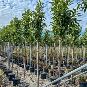 Vavrínovec lekársky (Prunus laurocerasus) ´NOVITA´ - výška 300-350 cm, obvod kmeňa 6/8 cm, kont. C25L - NA KMIENKU