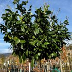  Vavrínovec lekársky (Prunus laurocerasus) ´NOVITA´ - výška 240-250 cm, kont. C45L - NA KMIENKU