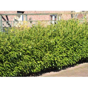 Vavrínovec lekársky (Prunus laurocerasus) ´NOVITA´ - výška 150-175 cm, kont. C18L (-21°C)