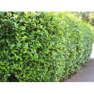 Vavrínovec lekársky (Prunus laurocerasus) ´NOVITA´ - výška 140-160 cm, kont. C18L