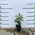Vavrínovec lekársky (Prunus laurocerasus) ´NOVITA´ - výška 20-30 cm, kont. C1.5L