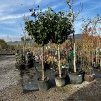  Vavrínovec lekársky (Prunus laurocerasus) ´NOVITA´ - výška 240-250 cm, kont. C45L - NA KMIENKU