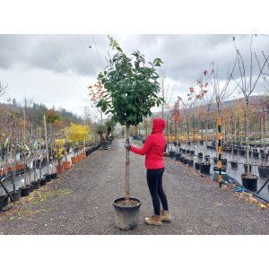  Vavrínovec lekársky (Prunus laurocerasus) ´NOVITA´ - výška 240-250 cm, kont. C45L (-21°C) NA KMIENKU