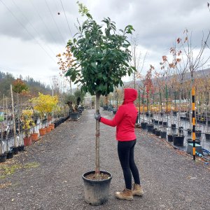  Vavrínovec lekársky (Prunus laurocerasus) ´NOVITA´ - výška 240-250 cm, kont. C45L - NA KMIENKU