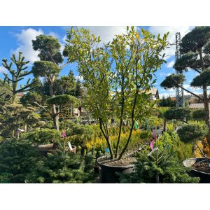 Vavrínovec lekársky (Prunus laurocerasus) ´NOVITA´ - výška 250-270 cm, kont. C230L (-21°C) VIACKMENNÝ