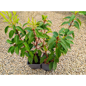 Vavrínovec portugalský (Prunus lusitanica) ´ANGUSTIFOLIA´ - výška 30-40 cm, kont. C1L(–23 °C)