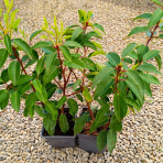 Vavrínovec portugalský (Prunus lusitanica) ´ANGUSTIFOLIA´ - výška 30-40 cm, kont. C1L