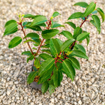 Vavrínovec portugalský (Prunus lusitanica) ´ANGUSTIFOLIA´ - výška 30-40 cm, kont. C1L
