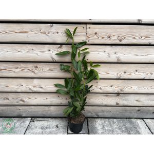 Vavrínovec lekársky (Prunus Laurocerasus) ´CAUCASICA´ - výška: 70-100 cm, kont. C3L (-21°C)