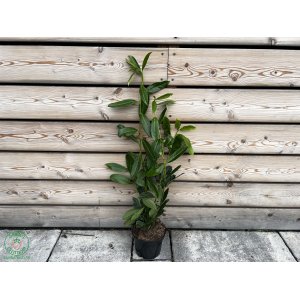 Vavrínovec lekársky (Prunus Laurocerasus) ´CAUCASICA´ - výška 30-50 cm, kont. C2.5L (-21°C)