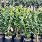 Vavrínovec lekársky (Prunus Laurocerasus) ´ROTUNDIFOLIA´ - výška: 60-80 cm, kont. C3L (-21°C)