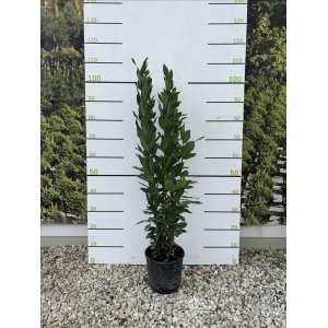 Vavrín pravý - bobkový list (Laurus nobilis) - výška 70-90 cm, kont. C3L 