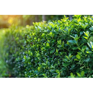 Vavrínovec lekársky (Prunus Laurocerasus) ´ETNA´® - výška 60-80 cm, kont. C3L (-23°C)