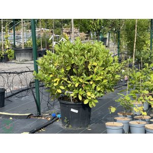 Vavrínovec lekársky (Prunus laurocerasus) ´ETNA´® - výška 80-100 cm, kont. C90L (-23°C)