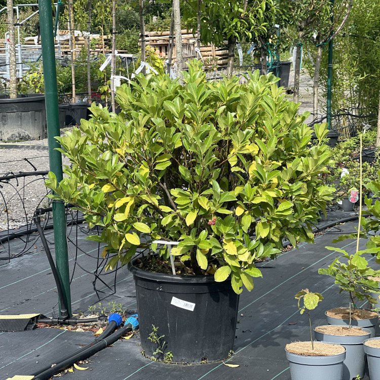 Vavrínovec lekársky (Prunus laurocerasus) ´ETNA´® - výška 80-100 cm, kont. C90L (-23°C)