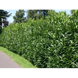 Vavrínovec lekársky (Prunus Laurocerasus) ´CAUCASICA´ - výška 15-25 cm, kont. C2L/P9 (-21°C)